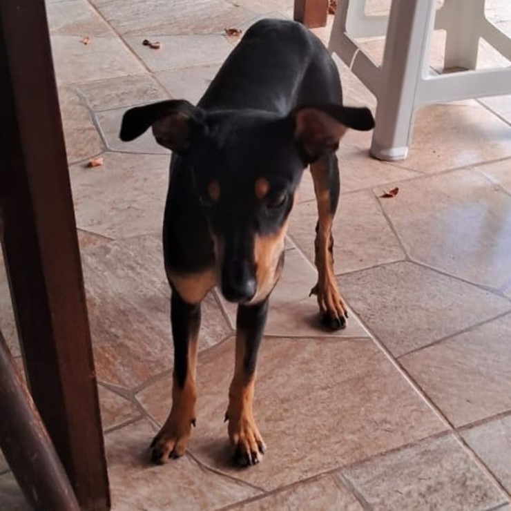 Foto do Feijão